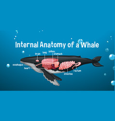 Internal Anatomy A Whale With Label