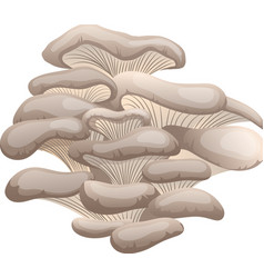 Pleurotus Mushroom Cartoon