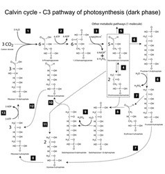 Chemical Scheme Of Calvin Cycle