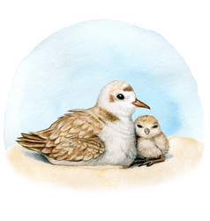 Watercolor Plover Nest On Sand Mother And Son