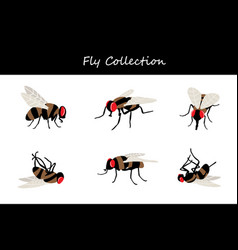 Fly Collection