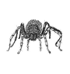 Wolf Spider Vintage Hand Drawn Sketch