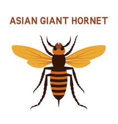 Asian Giant Murder Hornet Insect