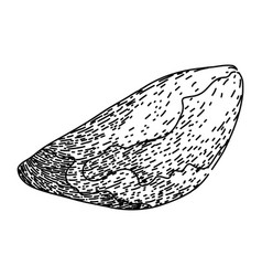 Seed Brazil Nut Sketch Hand Drawn