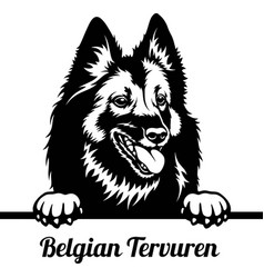 Peeking Dog - Belgian Tervuren Breed - Head