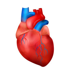 Realistic Human Heart Composition