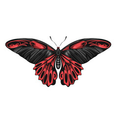 Butterfly With Black Red Wings