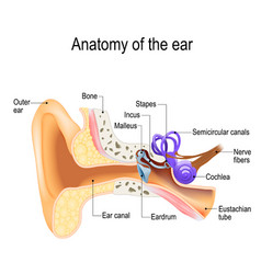 Ear Anatomy