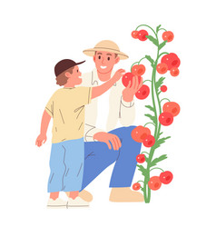 Farmer And Kid Picks Ripe Tomatoes From Bush