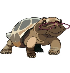 Brown Tortoise With Glasses