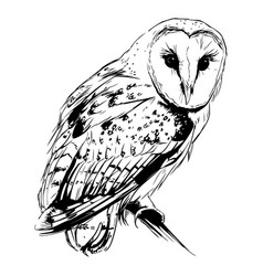 Hand Drawn Of A Barn Owl Tattoo Design