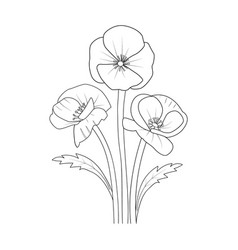 Poppy Flower Drawing Template Poppy Flower