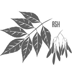 Ash Medicinal Tree