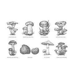 Mushrooms Sketches Set Forest Food Hand