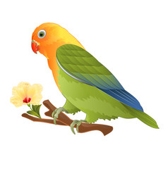 Parrot Tropical Bird Lovebird Agapornis