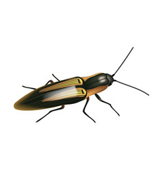 Click Beetle