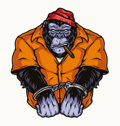 Handcuffed Gorilla In Orange Prisoner Uniform