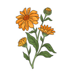 Calendula Medical Plant