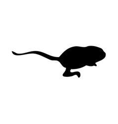 Five-toed Dwarf Jerboa Silhouette