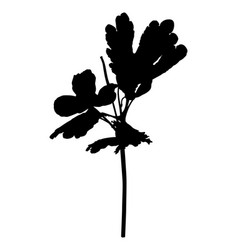 Silhouette Celandine Plants