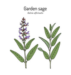 Garden Sage Salvia Officinalis Medicinal Plant