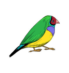 Drawing Bird Gouldian Finch