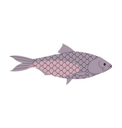 Grey Color Tenualosa Ilisha Fish Wild Nature