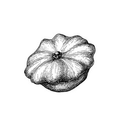 Ink Sketch Pattypan Squash