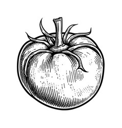 Tomato Hand Drawn