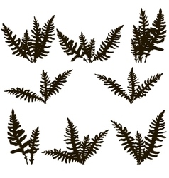 Botanical Fern Drawing Vector Images Over 2 900