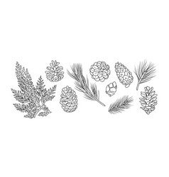 Set Of Fir Branches And Pine Cones Line Art