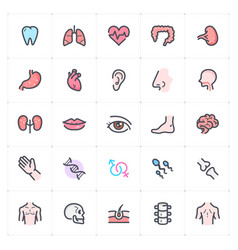 Icon Set - Human Anatomy Outline Stroke With Color