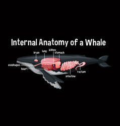 Internal Anatomy A Whale With Label