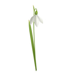 Realistic Snowdrop