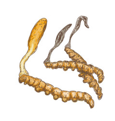 Cordyceps On A White Background