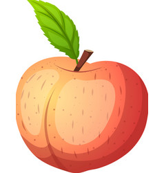 Fruit Peach Cartoon