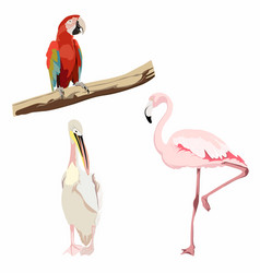 Pink Flamingo Macaw Parrot And Pelican Birds