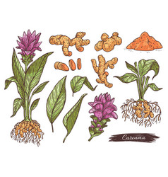 Hand Drawn Set Turmeric Or Curcuma Plant