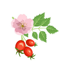 Rosehip Branch With Rose Flower And Berries