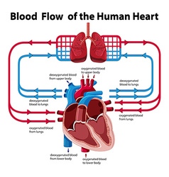 Diagram showing anatomy of human body with names Vector Image