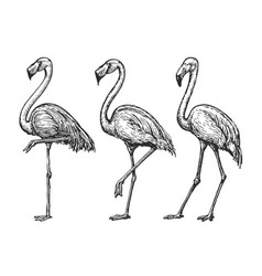 Flamingo Sketch Exotic Tropical Birds Set