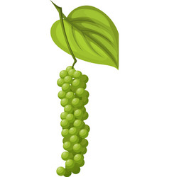 Peppercorn Pepper Branch Cartoon