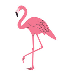 Pink Color Flamingo Bird Wild Nature Tropical