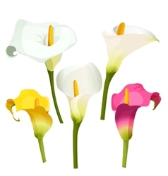 Collection Of Coloured Arum Lilies On White