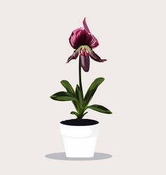 Potted Tropical Violet Orchid In Flowerpot