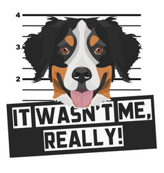 Mugshot Mug Shot Bernese Mountain Dog