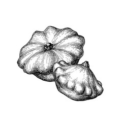 Ink Sketch Pattypan Squash