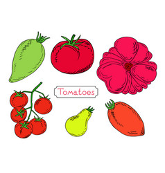 Sketch Of Tomatoes Of Different Types