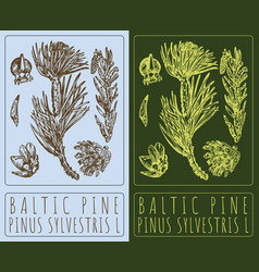 Drawing Baltic Pine Hand Drawn The