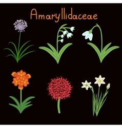 Amaryllidaceae Plant Family